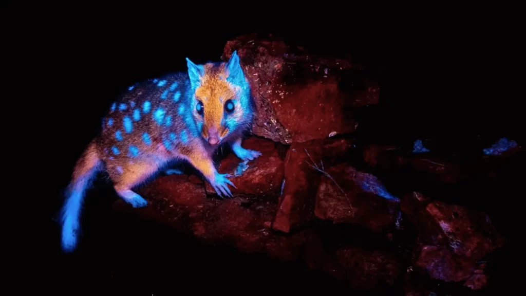 Un quoll oriental photographié de nuit émet une lueur bleue fluorescente sous lumière UV, dans un environnement rocheux de Tasmanie.