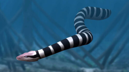 Colossaeus Plus grand serpent de mer : Palaeophis colossaeus