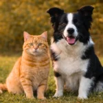 Chat roux et chien noir et blanc assis côte à côte, illustrant la convergence morphologique entre chiens et chats due à la domestication