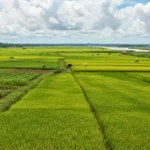 Champs agricoles verdoyants du Guyana avec cultures vivrières et élevage, illustrant l’autonomie alimentaire du pays.
