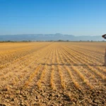 Agriculteur observant un champ asséché après récolte, marqué par la sécheresse et la chaleur extrême.