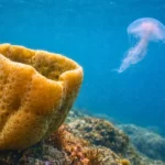 Éponge marine fixée sur un fond rocheux avec une méduse flottant en arrière-plan dans un environnement sous-marin naturel.