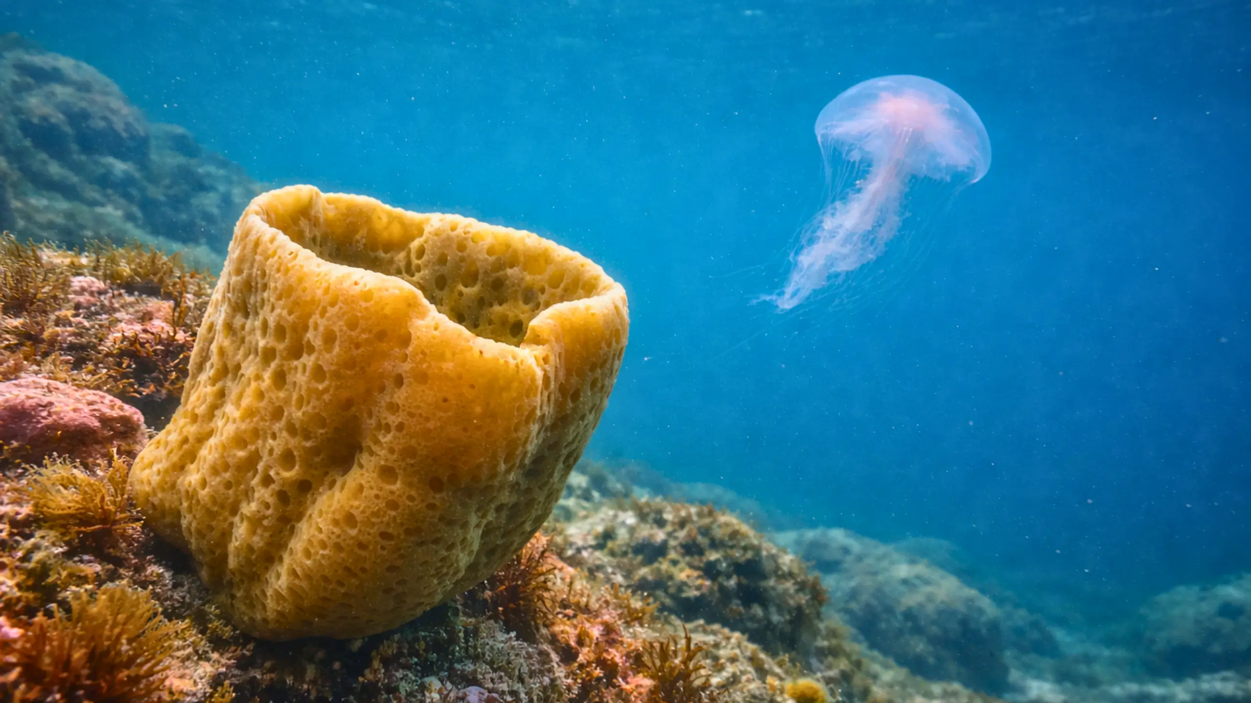 Éponge marine fixée sur un fond rocheux avec une méduse flottant en arrière-plan dans un environnement sous-marin naturel.