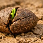 Une graine ancienne fissurée dans une terre sèche et craquelée, laissant émerger une petite pousse verte sous une lumière chaude.