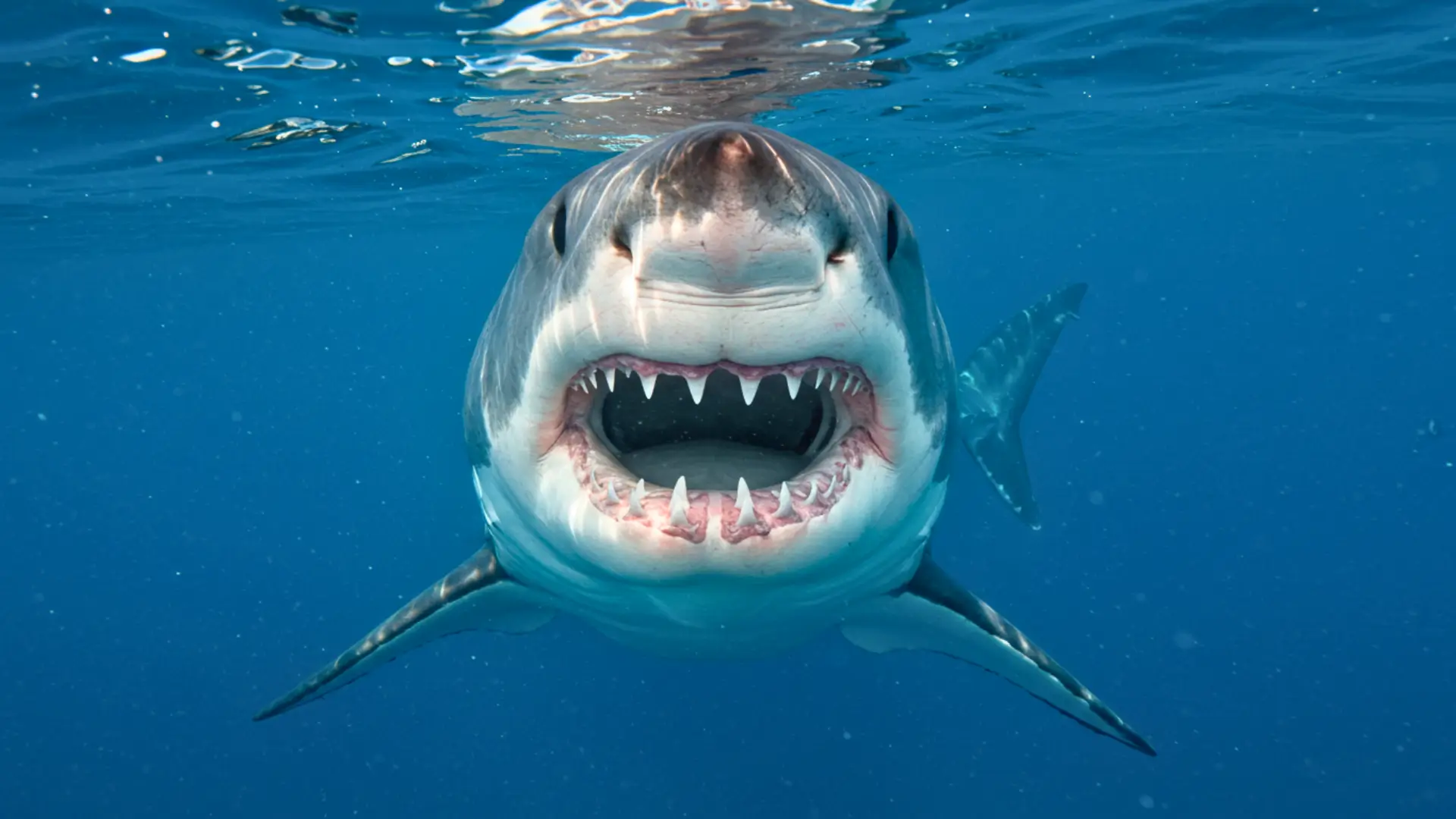 Grand requin blanc nageant face caméra, gueule ouverte, laissant apparaître des dents triangulaires acérées adaptées à la chasse de grandes proies.