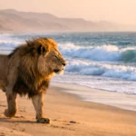Un lion du désert marche sur une plage de la Côte des Squelettes en Namibie, face aux vagues de l’océan Atlantique au coucher du soleil.