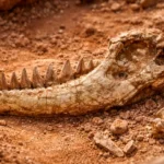 Gros plan d’une mâchoire fossilisée de 15 cm partiellement enfouie dans un sol rouge du Trias, entourée de fragments d’os.