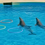 Deux dauphins en captivité dans un bassin de Marineland, avec des cerceaux flottants, après la fermeture du parc en 2025