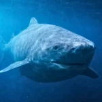 Un requin dormeur massif nage lentement dans les profondeurs sombres de l’océan Austral, éclairé par une lumière scientifique à près de 500 mètres sous la surface.