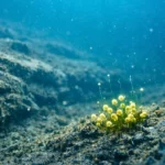 Au fond de la mer Baltique, une petite algue sort des sédiments sombres et recommence à pousser dans une eau froide et profonde.
