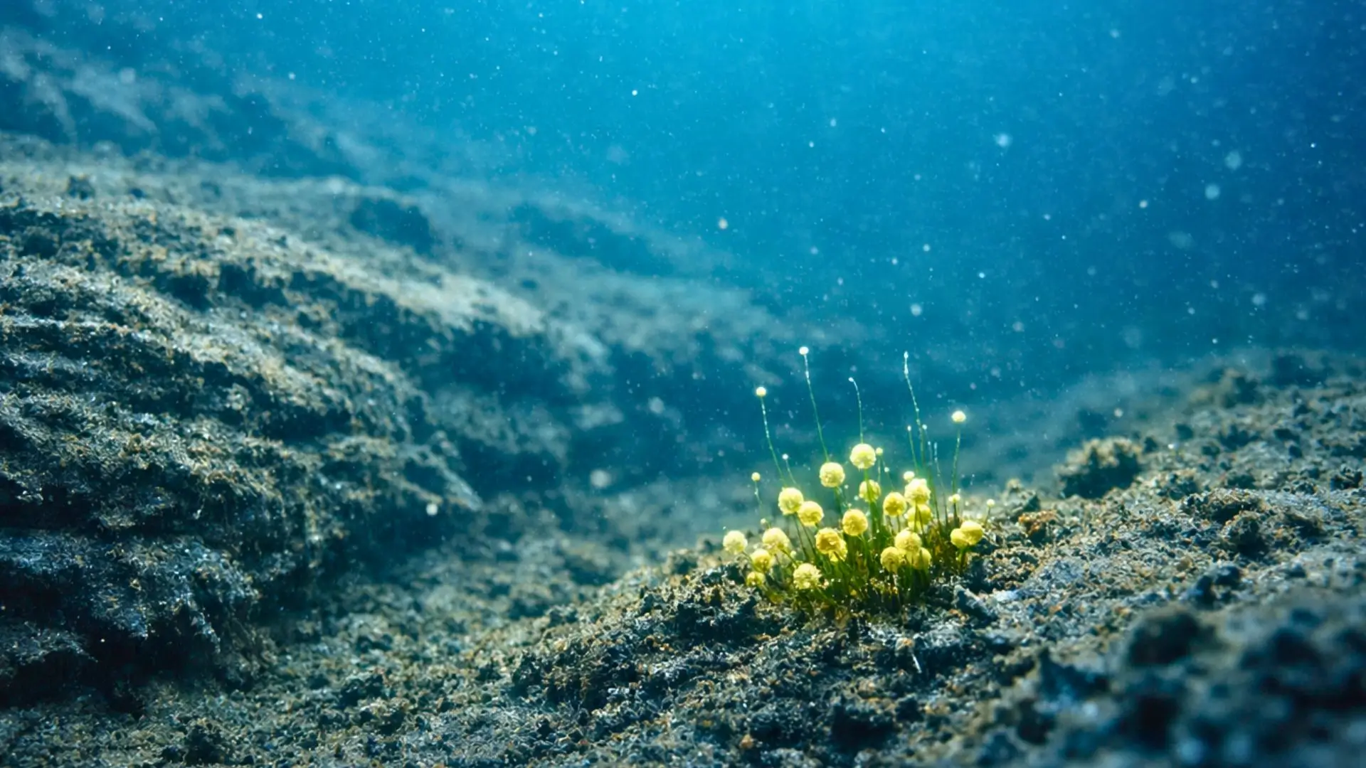 Au fond de la mer Baltique, une petite algue sort des sédiments sombres et recommence à pousser dans une eau froide et profonde.