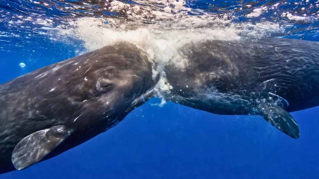 Deux cachalots se percutent tête contre tête sous la surface de l’océan, dans un jaillissement de bulles et de turbulence.