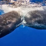 Deux cachalots se percutent tête contre tête sous la surface de l’océan, dans un jaillissement de bulles et de turbulence.