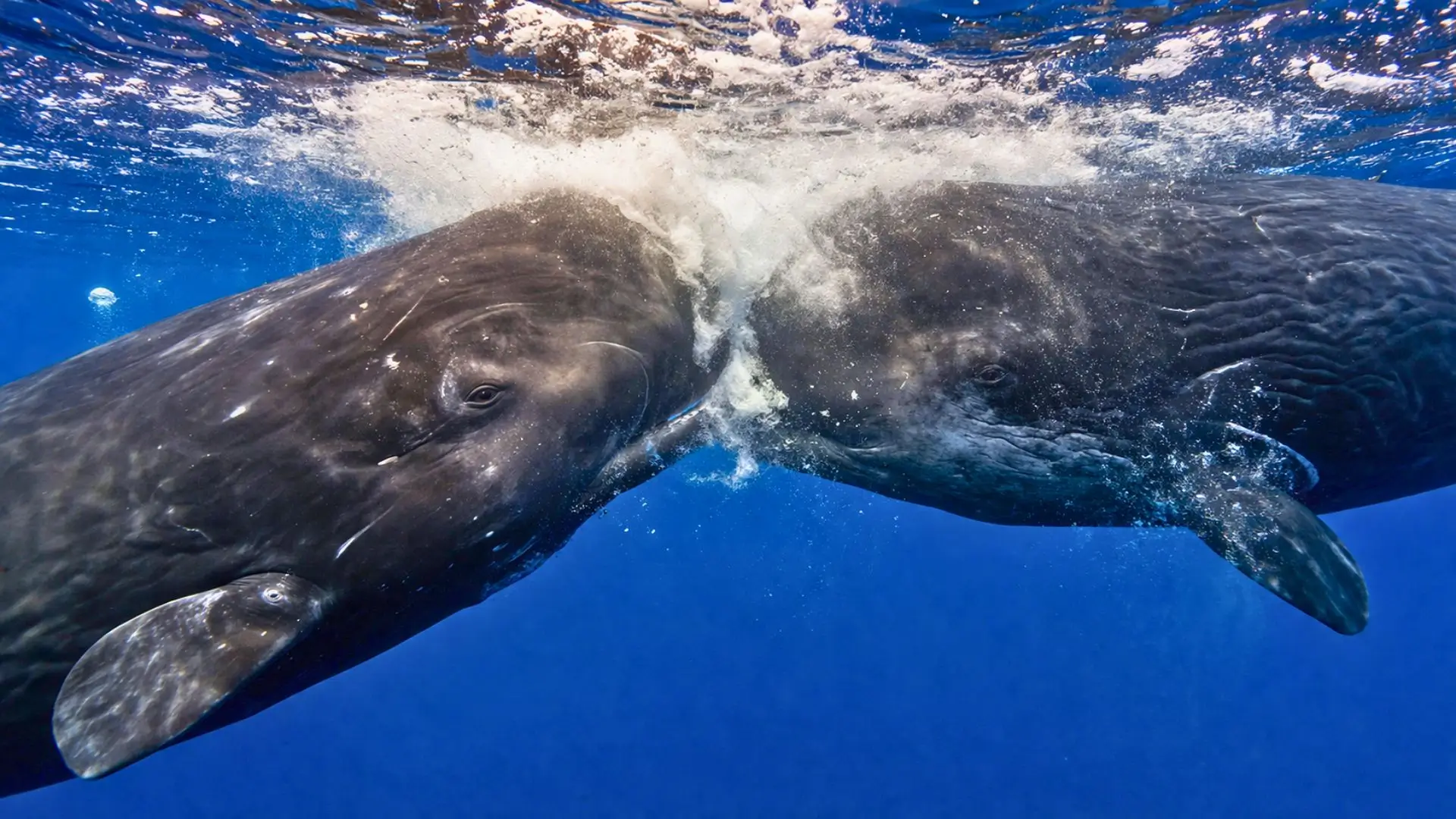 Deux cachalots se percutent tête contre tête sous la surface de l’océan, dans un jaillissement de bulles et de turbulence.
