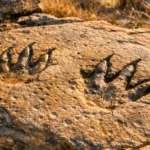 Empreintes fossiles avec marques de griffes visibles dans une dalle de grès vieille de 355 millions d’années découverte dans l’État de Victoria, en Australie.