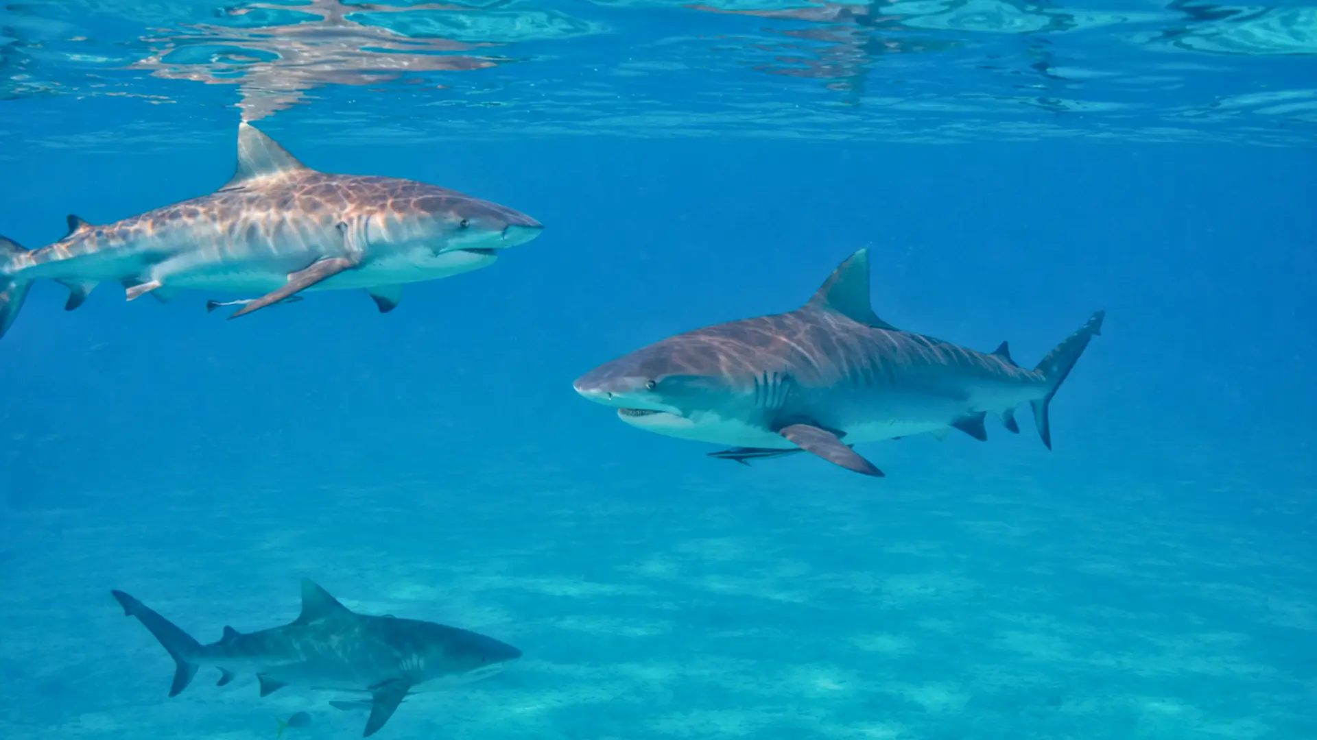 Deux requins-bouledogues nageant côte à côte dans une eau turquoise