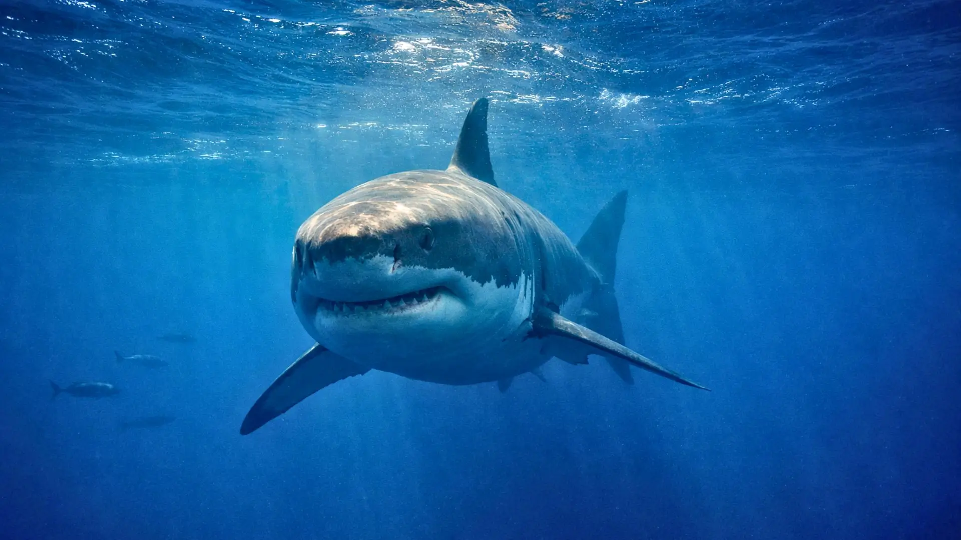 Un grand requin blanc nage sous la surface dans une eau bleu profond de Méditerranée, éclairé par des rayons de soleil filtrant à travers les vagues.
