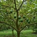 Avocatier avec plusieurs avocats mûrissant sur les branches dans un environnement tropical verdoyant