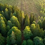 Vue aérienne d’une forêt naturelle dense jouxtant une plantation d’arbres alignés