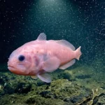 Un poisson fantôme gélatineux rose nage dans l’obscurité totale des abysses du Pacifique, éclairé par la lumière d’un robot sous-marin à plus de 3 000 mètres de profondeur.