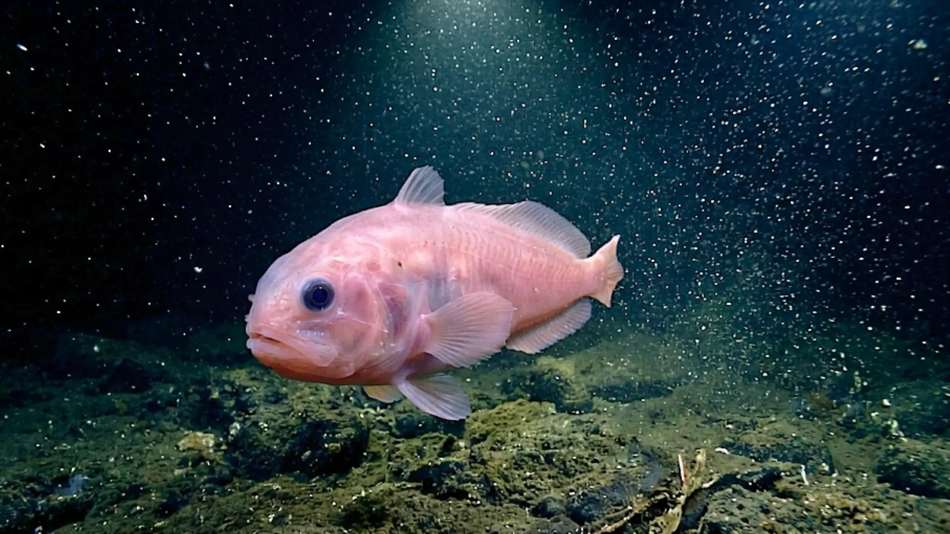 Un poisson fantôme gélatineux rose nage dans l’obscurité totale des abysses du Pacifique, éclairé par la lumière d’un robot sous-marin à plus de 3 000 mètres de profondeur.