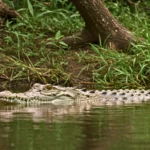 Crocodile des Philippines nageant à la surface d’une rivière entourée de végétation tropicale