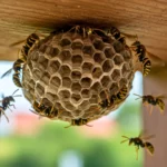 Nid de guêpes fixé sous une toiture en bois avec plusieurs guêpes en activité