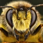 Gros plan frontal sur une abeille solitaire, avec ses grands yeux composés, ses poils jaunes et bruns et ses mandibules sombres nettement visibles.