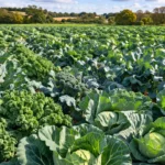 Champ de choux et de brassicacées en culture agricole sous ciel dégagé