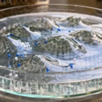 Une boîte de Petri remplie d’eau montre une surface déformée en reliefs liquides, guidant de petites particules flottantes dans un décor de laboratoire épuré.