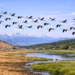Groupe d’oiseaux migrateurs en vol au-dessus d’une rivière et d’un paysage montagneux