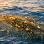 Un amas de filets de pêche abandonnés flotte juste sous la surface d’un océan bleu, à la lumière dorée du soir.