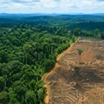 Vue aérienne de la forêt du Congo avec une zone de déforestation contrastant avec une forêt tropicale dense