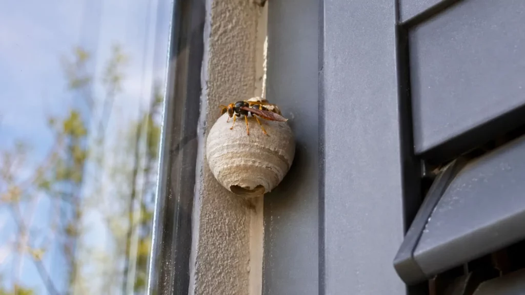Petit nid de frelon asiatique gris, de la taille d’une balle de ping-pong, fixé au coin d’un volet de fenêtre, avec un frelon aux pattes jaunes posé dessus.