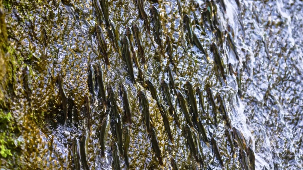 Des dizaines de petits poissons allongés s’agrippent verticalement à une paroi rocheuse mouillée dans une cascade, sous un fin voile d’eau.