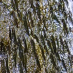 Des dizaines de petits poissons allongés s’agrippent verticalement à une paroi rocheuse mouillée dans une cascade, sous un fin voile d’eau.