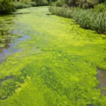 Vue en hauteur d’une rivière peu profonde recouverte d’une dense prolifération d’algues vert vif, bordée de roseaux et de végétation marécageuse.