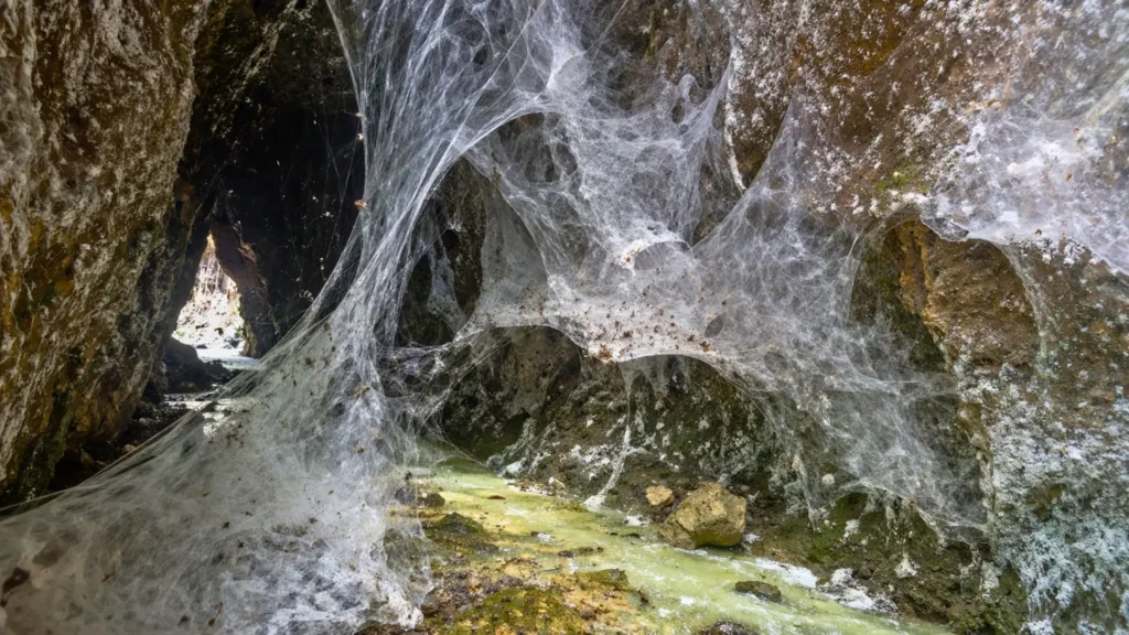 Une immense toile d’araignées recouvre presque entièrement l’entrée d’un passage de grotte sombre, au-dessus d’un petit cours d’eau soufré.