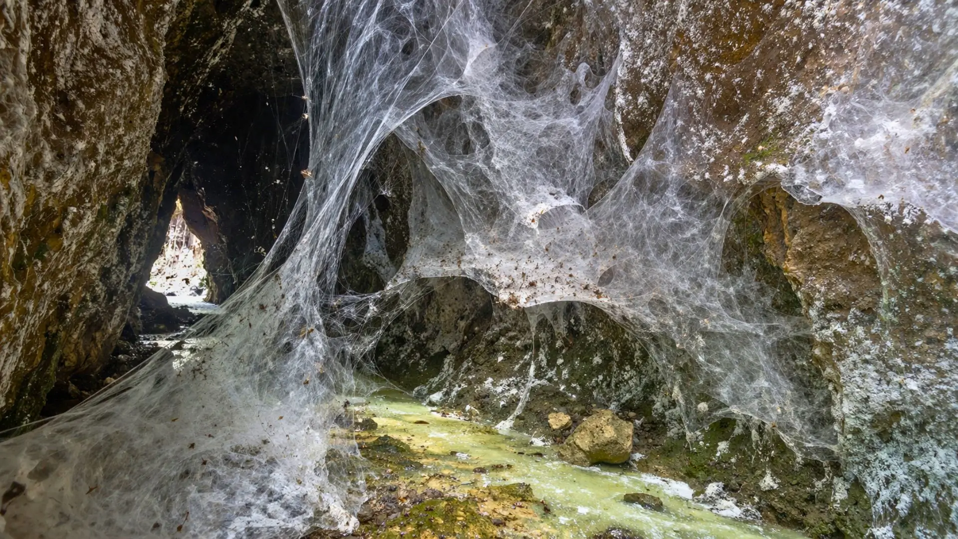 Une immense toile d’araignées recouvre presque entièrement l’entrée d’un passage de grotte sombre, au-dessus d’un petit cours d’eau soufré.