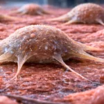 cellules cancéreuses en migration sur un tissu biologique illustration réaliste métastases