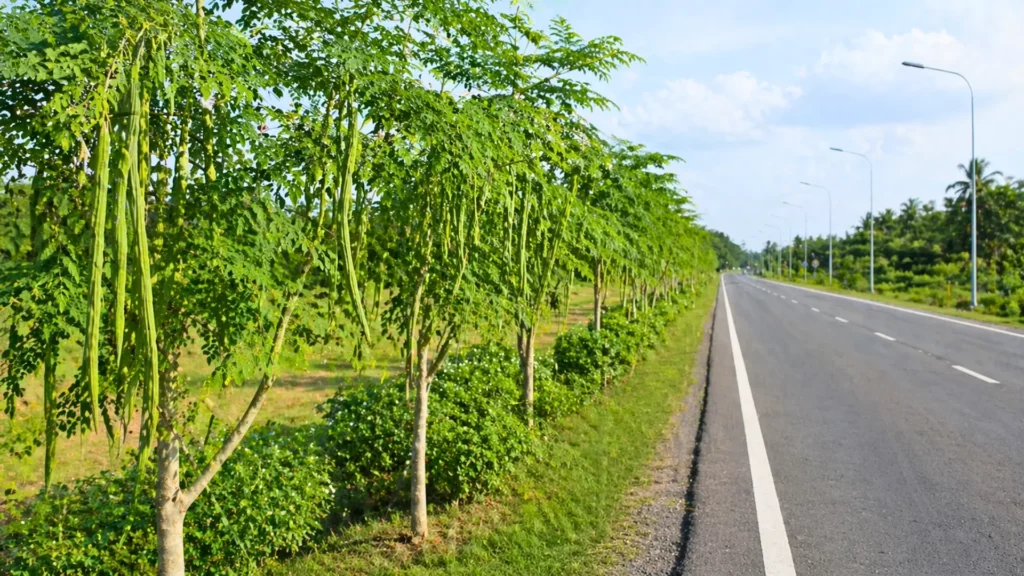 Arbres de moringa avec longues gousses poussant au bord d’une route asphaltée moderne sous un ciel clair