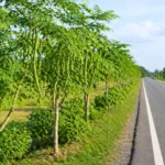 Arbres de moringa avec longues gousses poussant au bord d’une route asphaltée moderne sous un ciel clair