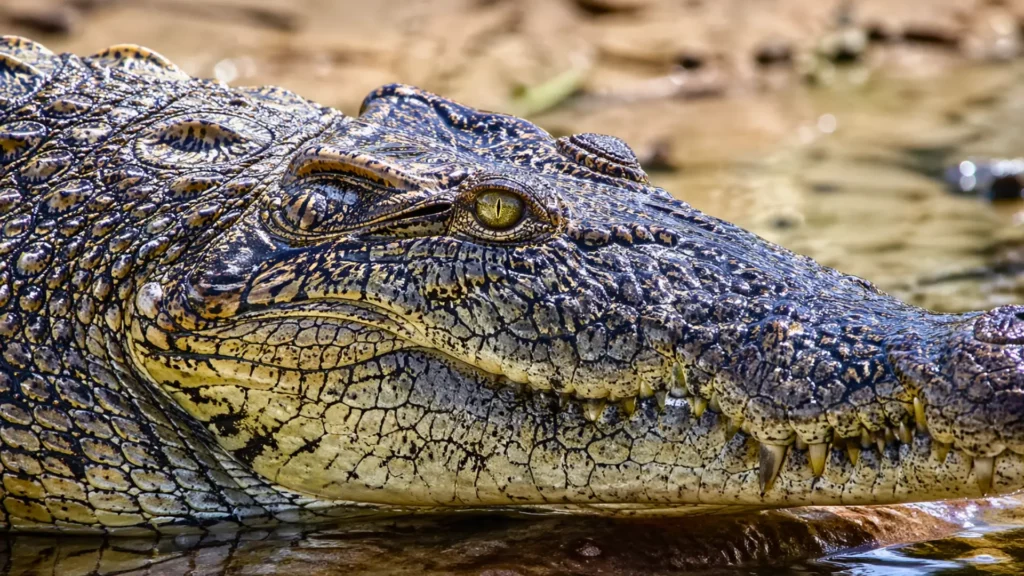Gros plan tête de crocodile avec écailles polygonales irrégulières et texture détaillée