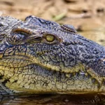 Gros plan tête de crocodile avec écailles polygonales irrégulières et texture détaillée
