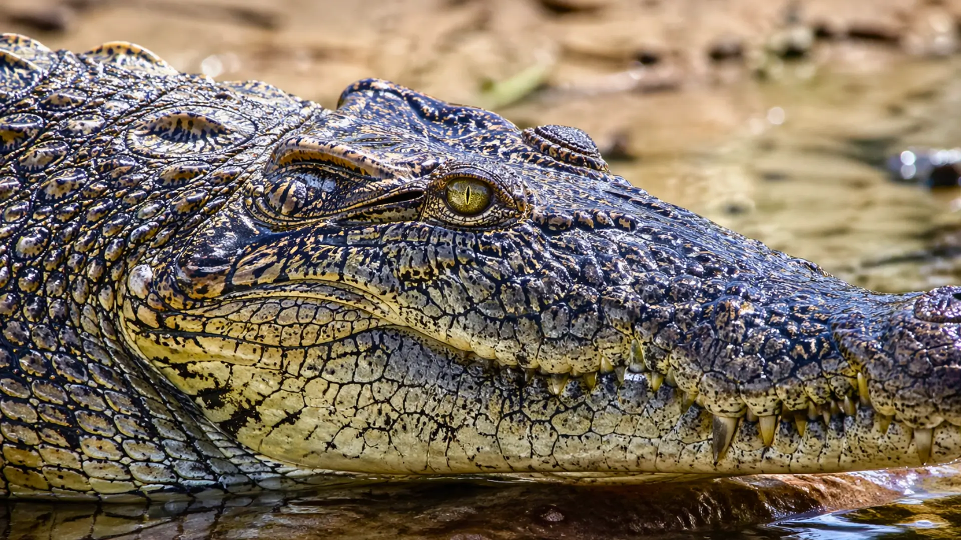 Gros plan tête de crocodile avec écailles polygonales irrégulières et texture détaillée