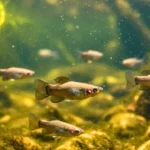 Groupe de molly amazone nageant en eau douce, poisson entièrement femelle capable de se reproduire sans apport génétique mâle