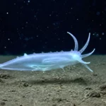 Organisme marin translucide inconnu observé à 9100 mètres de profondeur dans l’océan Pacifique