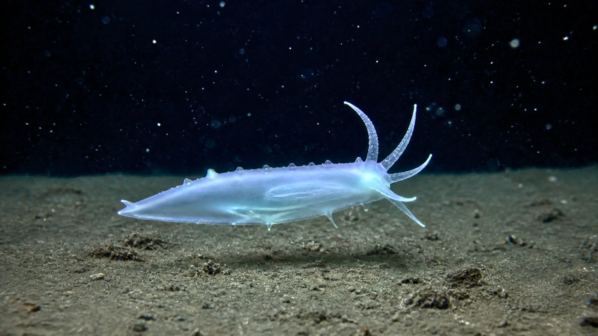Organisme marin translucide inconnu observé à 9100 mètres de profondeur dans l’océan Pacifique