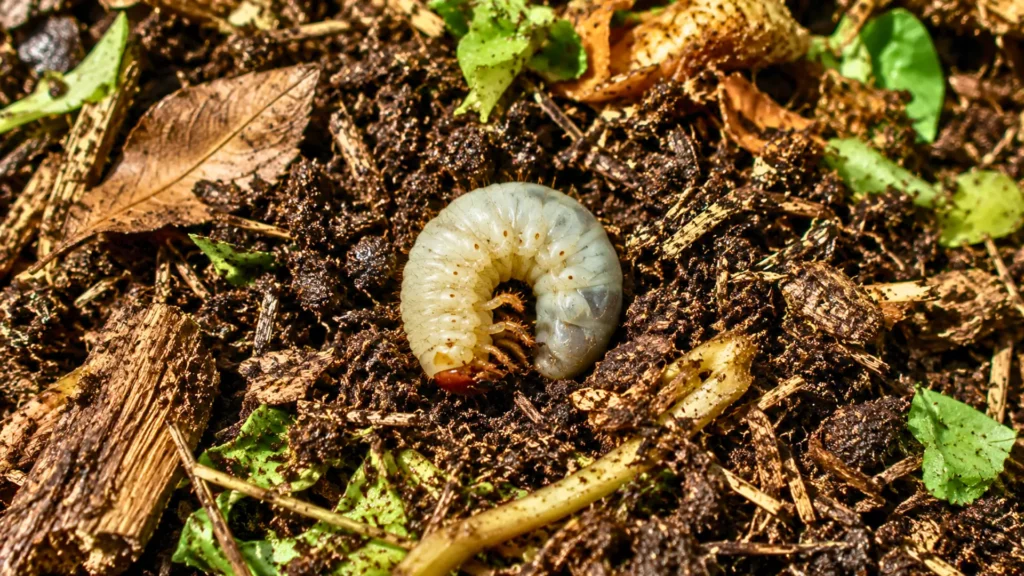 Larve blanche recourbée dans du compost humide avec des morceaux de bois, des feuilles mortes et de jeunes pousses vertes.