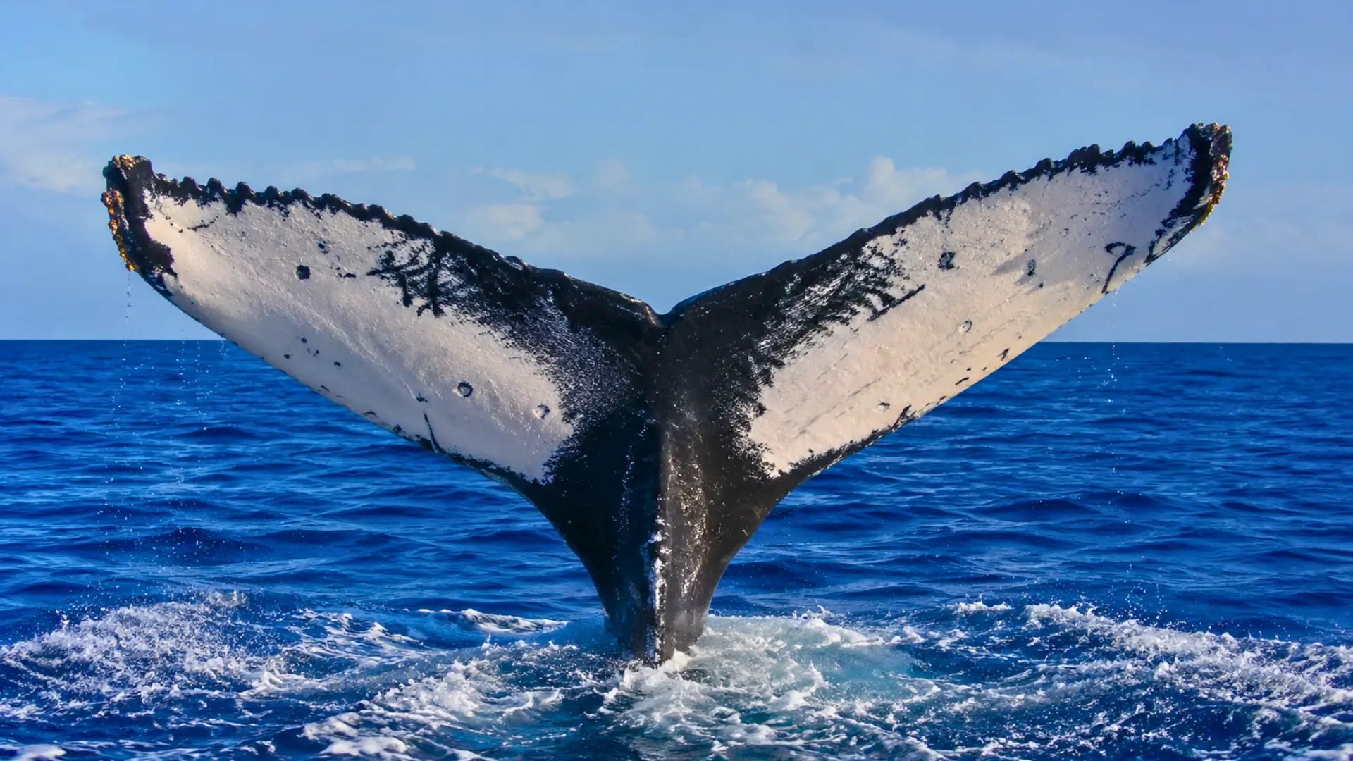 Queue de baleine à bosse sortant de l’océan, montrant ses motifs noirs et blancs uniques utilisés pour l’identifier après 22 ans.